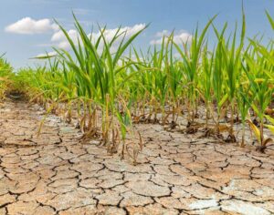 Drought-Friendly Lawn Maintenance & Irrigation in Bountiful, UT
