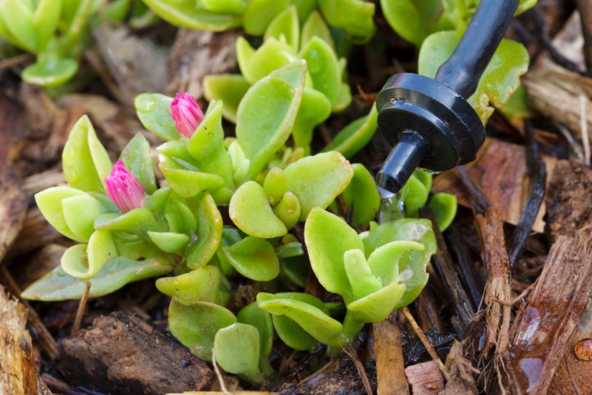 Water Drip Irrigation in Bountiful, UT
